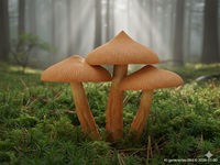 Orangenfuchsiger Raukopf